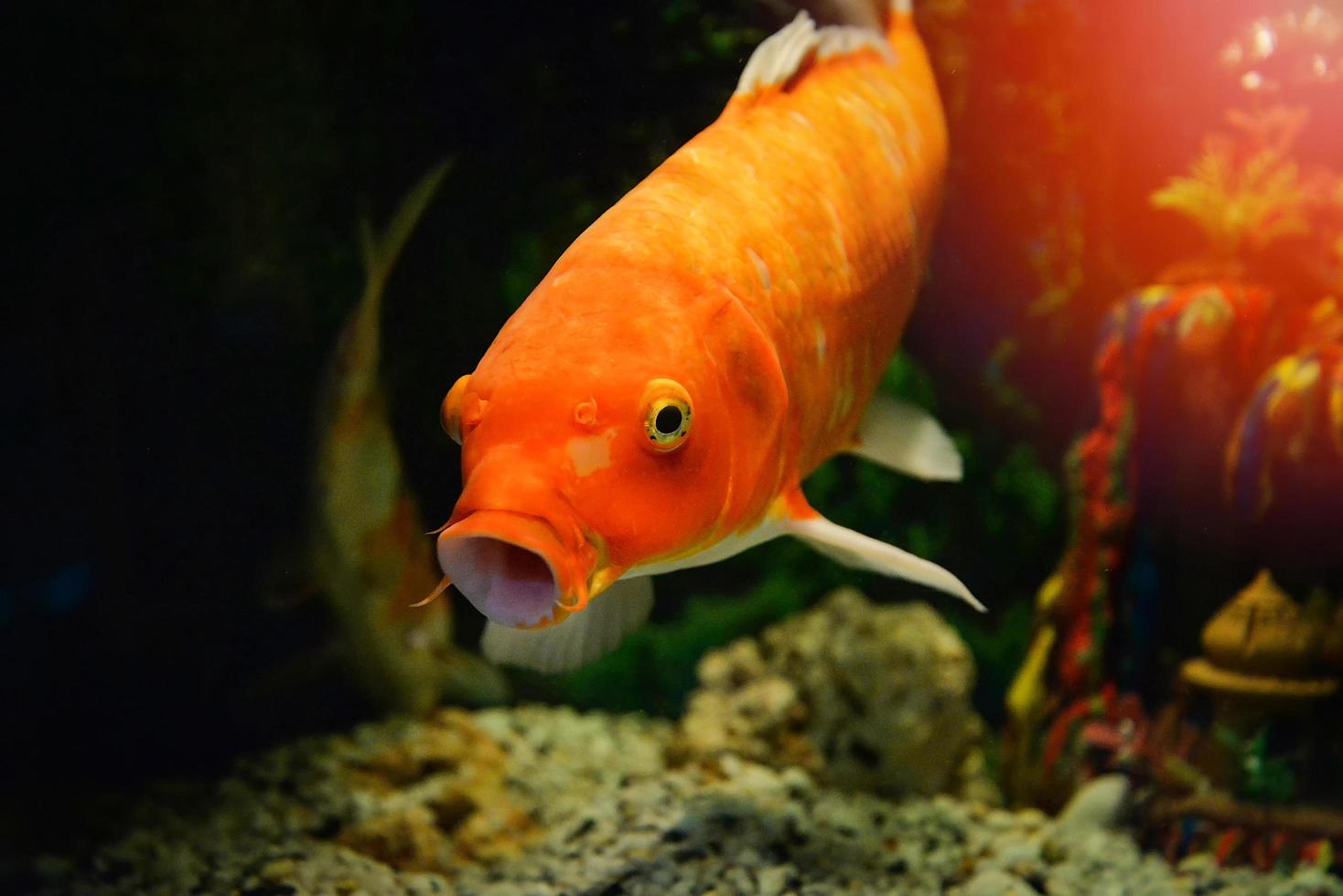 Orange common carp fish swimming underwater aquarium koi fish photo