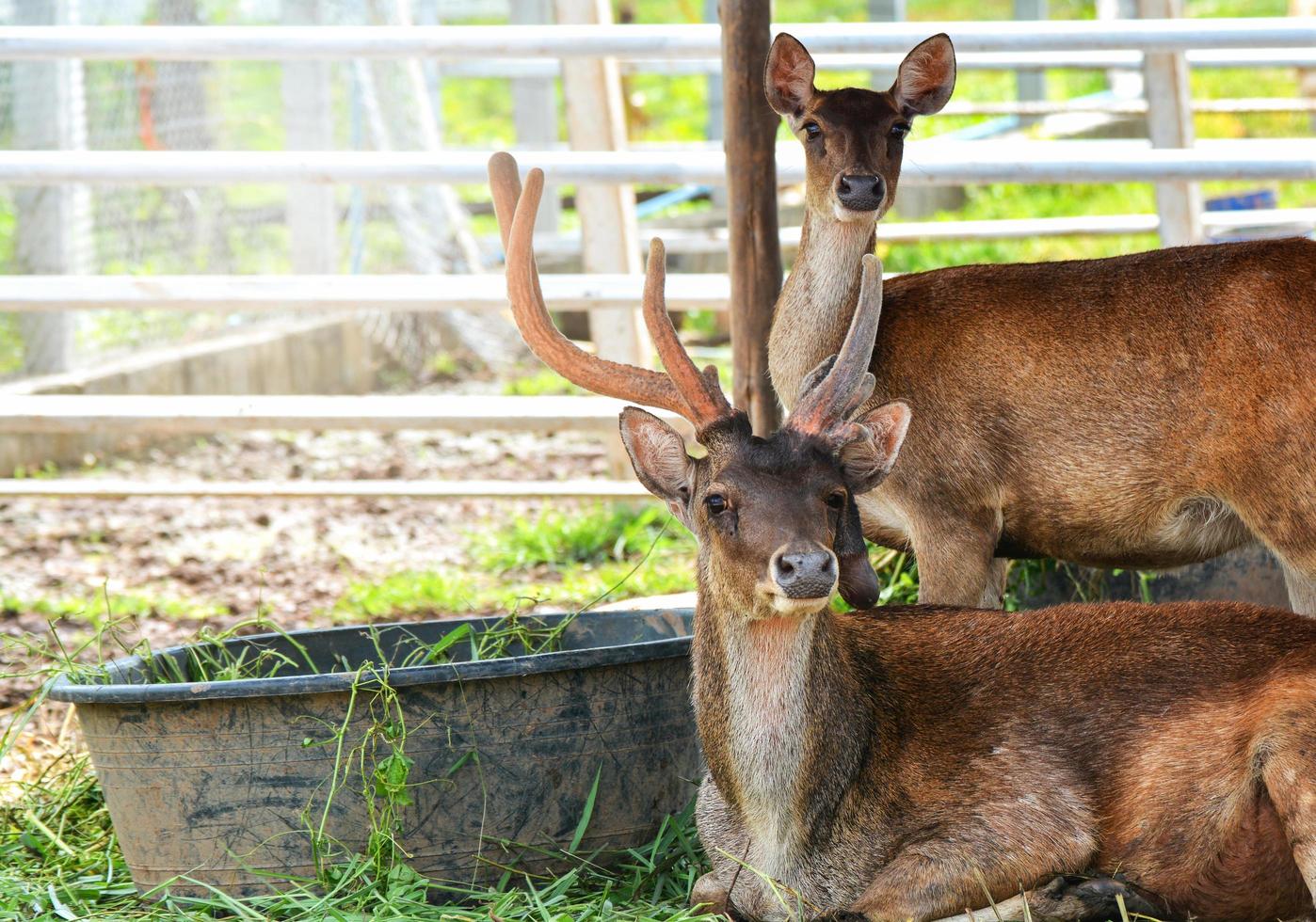 Eld's deer lying on ground Thamin , Brow-antlered deer wildlife in the farm photo