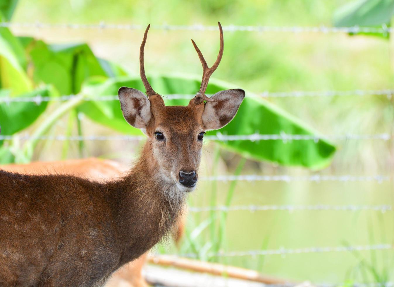 Eld's deer thamin , Brow-antlered deer wildlife in the farm photo