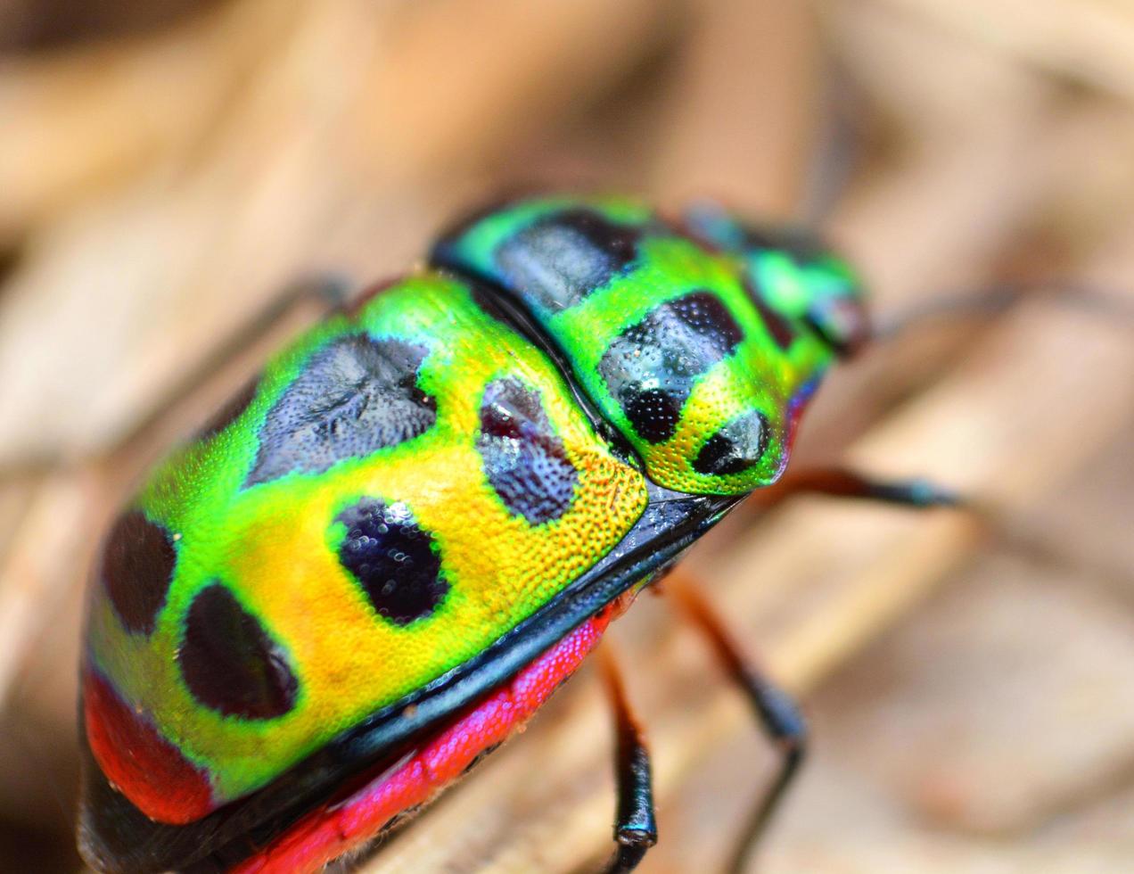 Colorful of Jewel beetle green bug on leaf in nature background Close up green insect photo