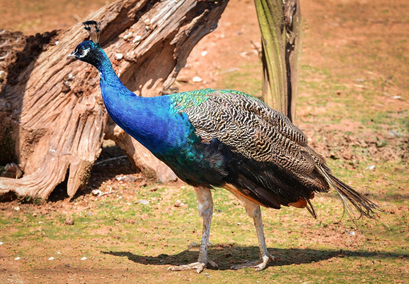 Peahen - Female peacock beautiful bird walking on farm Peafowl bird photo