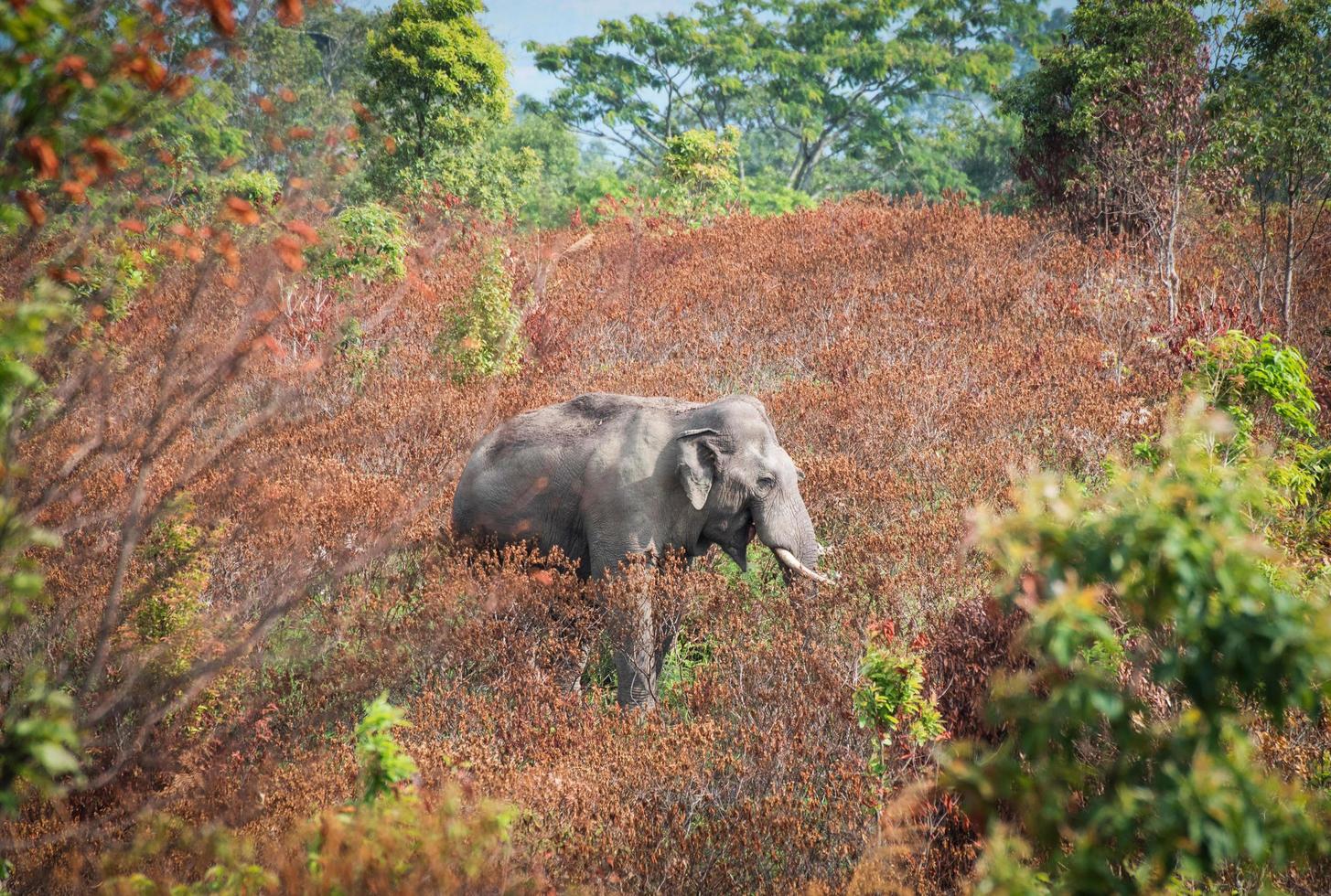 salvaje elefante comiendo comida en natural ambiente temporada hoja árbol cambio color en el fauna silvestre santuario foto