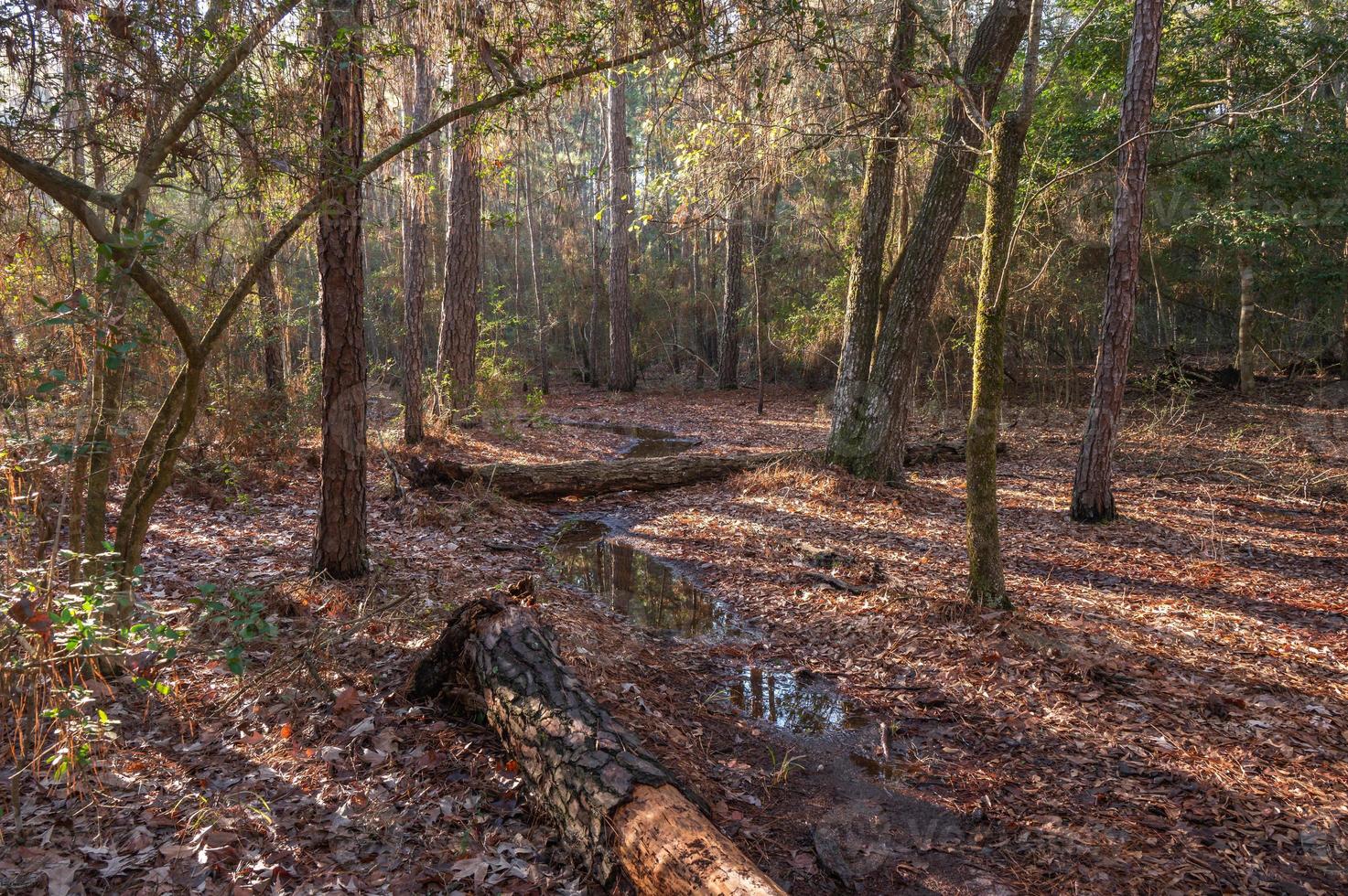 On a walk through the forest in early morning the walking path is filled with rain water. photo