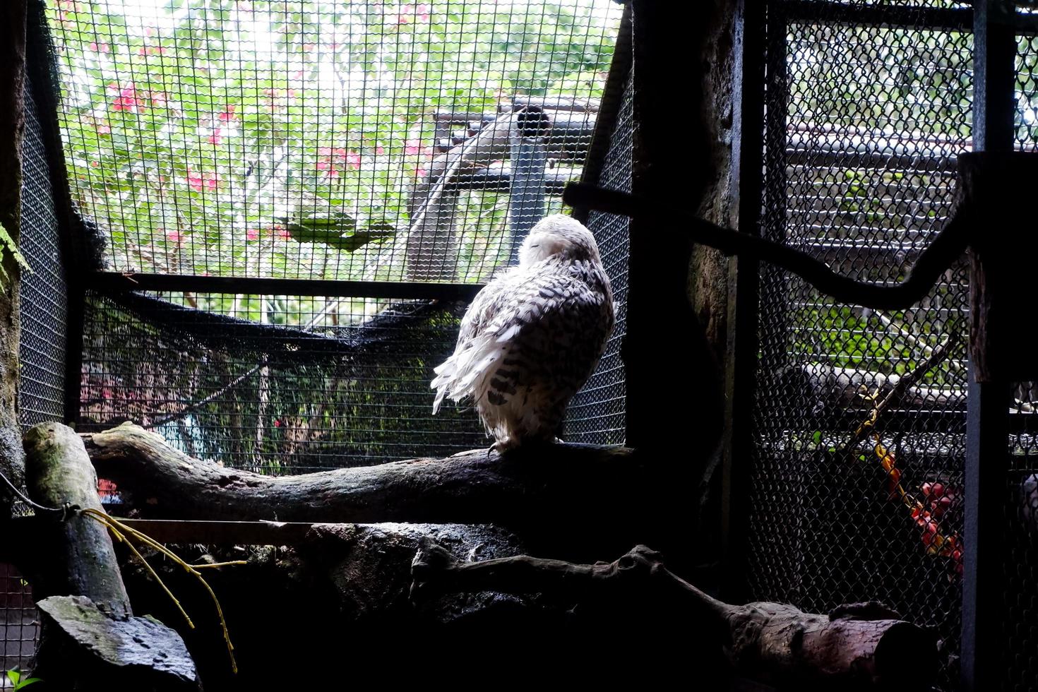 Selective focus of snow owls that are perched in a dark place. photo