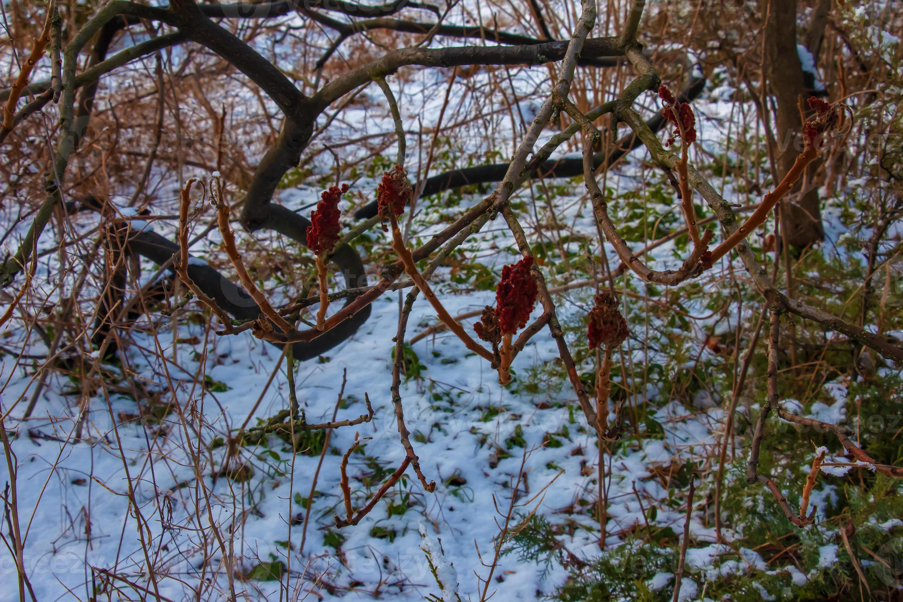 Branches and fruits of sumac bush Rhus coriaria covered with snow in