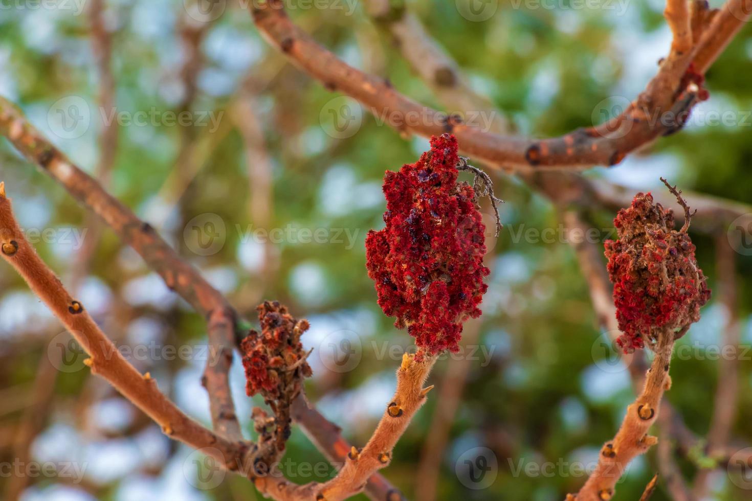 Branches and fruits of sumac bush Rhus coriaria covered with snow in winter season. photo