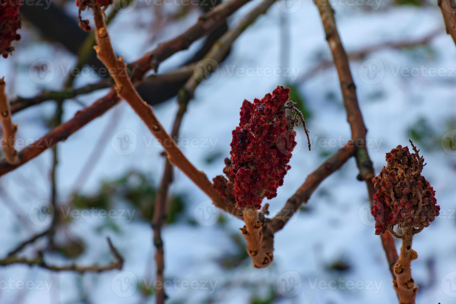 Branches and fruits of sumac bush Rhus coriaria covered with snow in winter season. photo