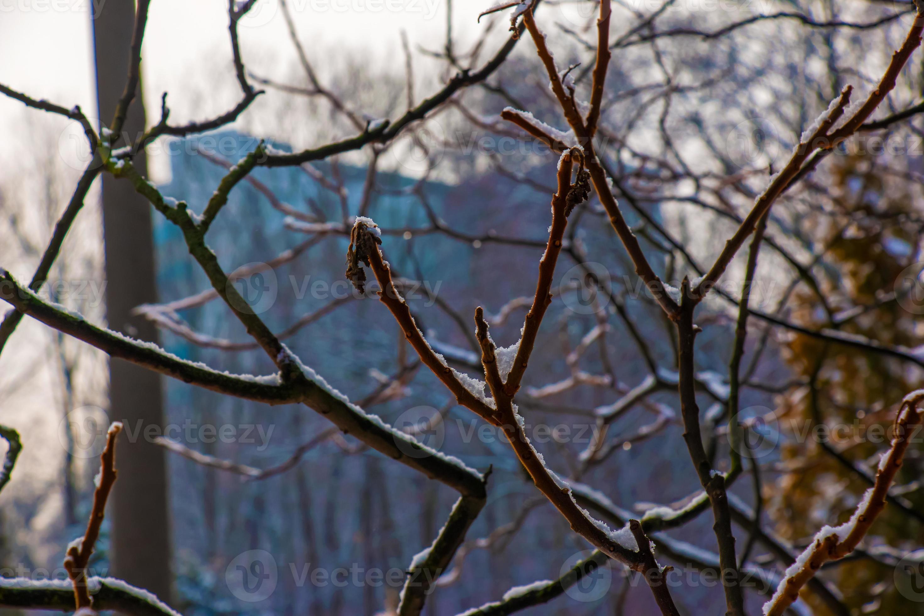 Branches and fruits of Staghorn sumac Rhus typhina covered with snow in