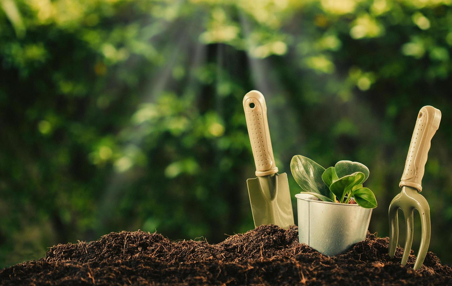 Planting a small plant on a pile of soil with Gardening tools  on green bokeh background. photo