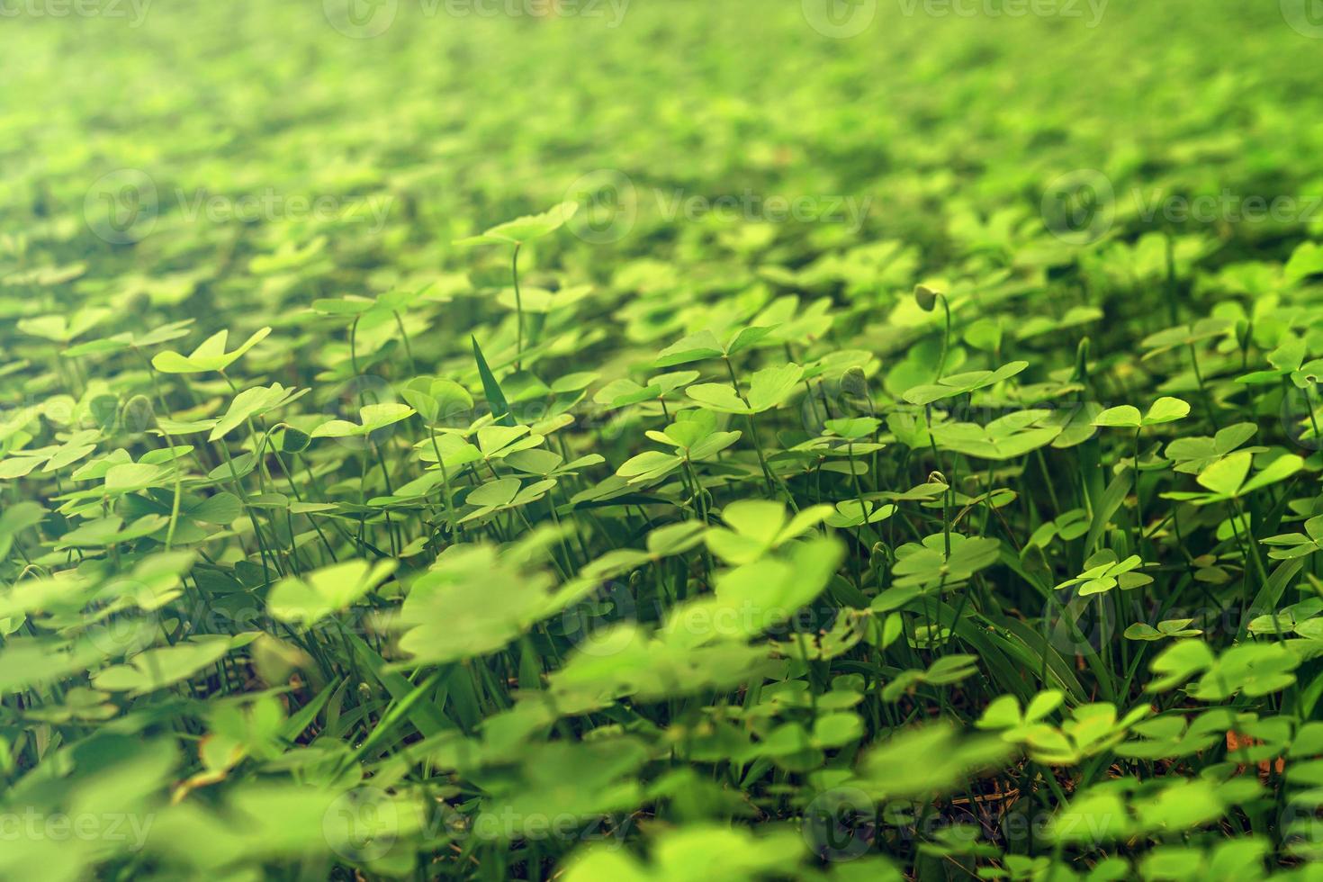 Green leaves pattern,leaf Shamrock or water clover background photo