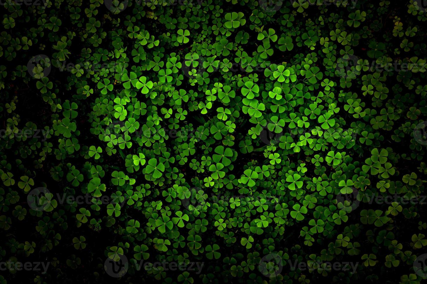 Green leaves pattern,leaf Shamrock or water clover background photo