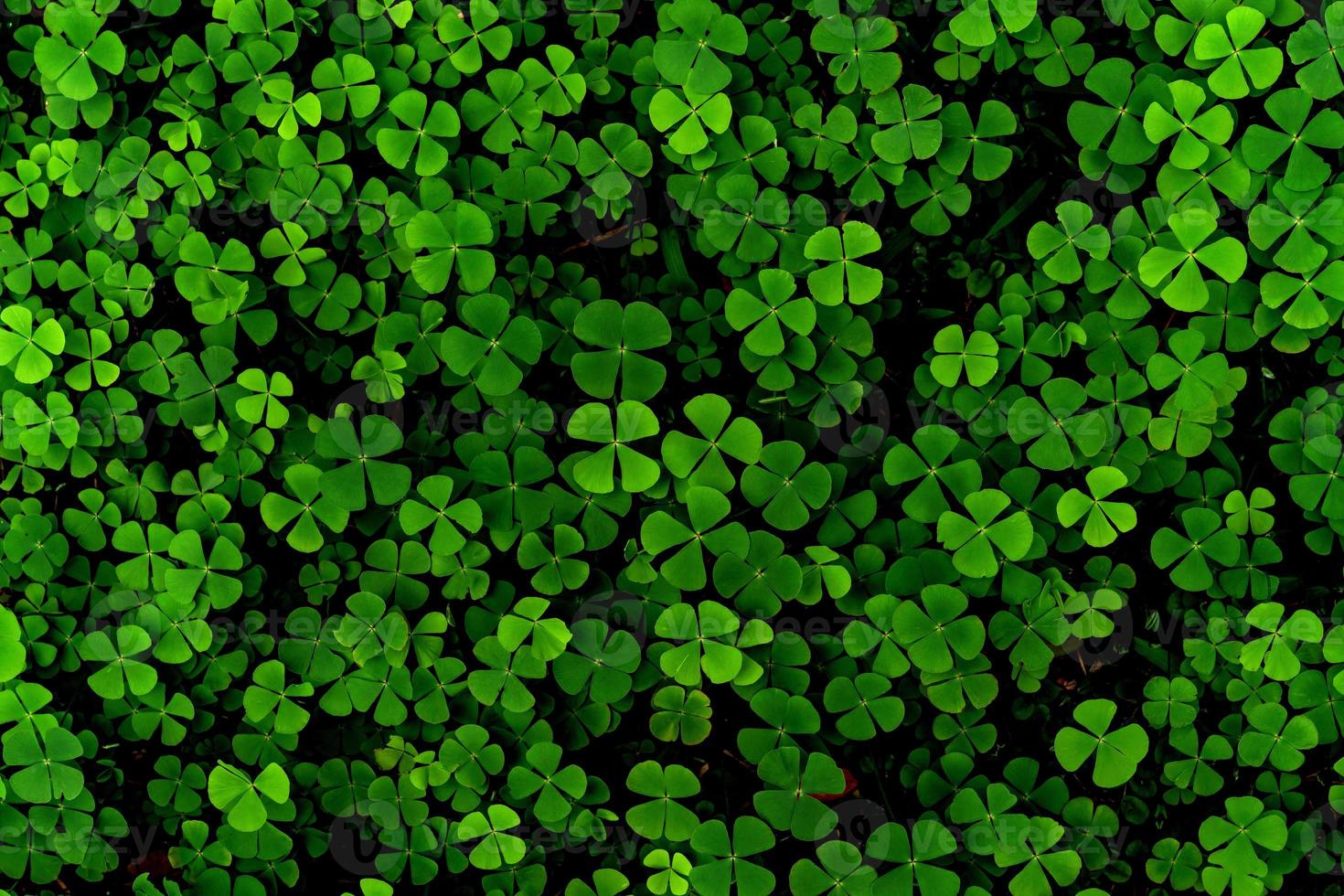 patrón de hojas verdes, trébol de hojas o fondo de trébol de agua foto