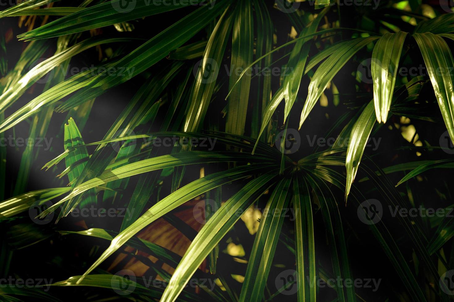 patrón de hojas verdes, palmera de hoja en el bosque foto
