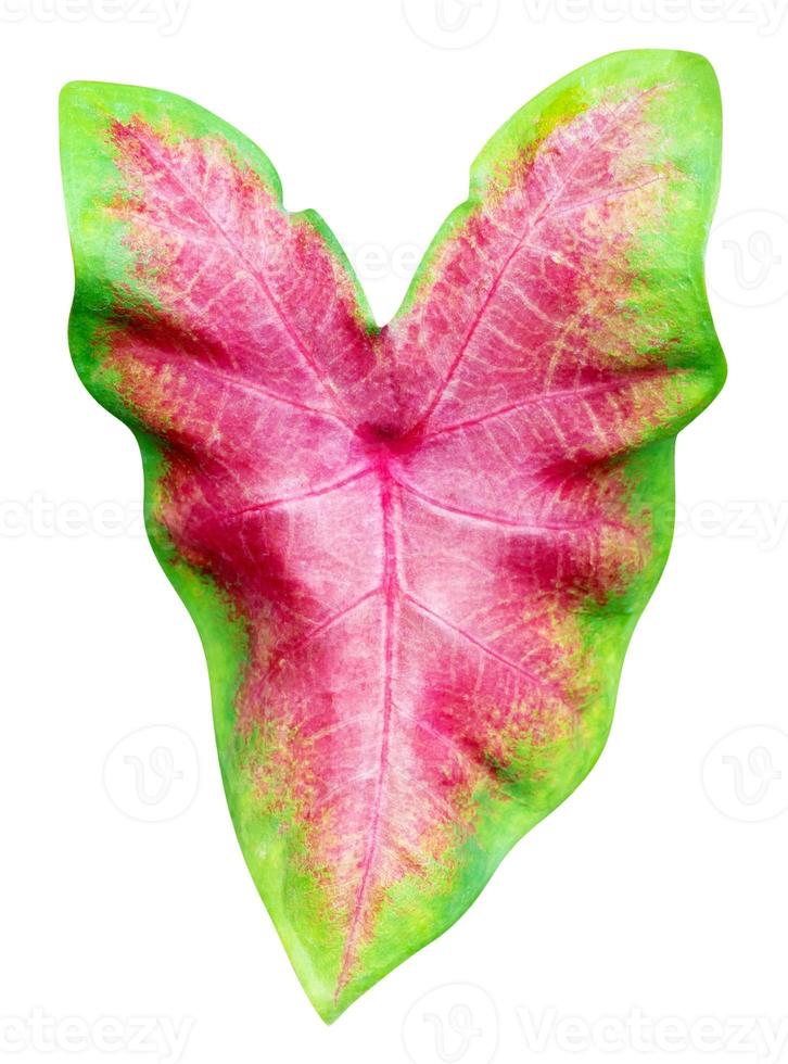 leaves pattern of Caladium or Heart Of Jesus leaf isolated on white background,include clipping path photo