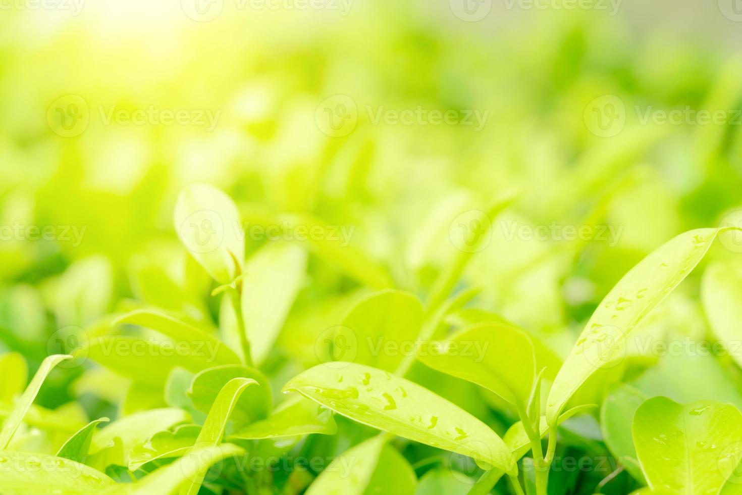 Green leaves pattern for summer or spring season concept,leaf blur textured,nature background photo