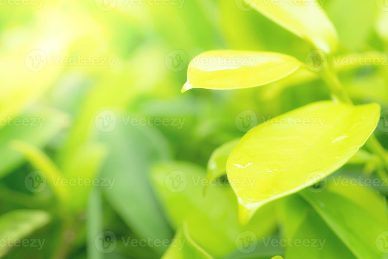Green leaves pattern for summer or spring season concept,leaf blur textured,nature background photo