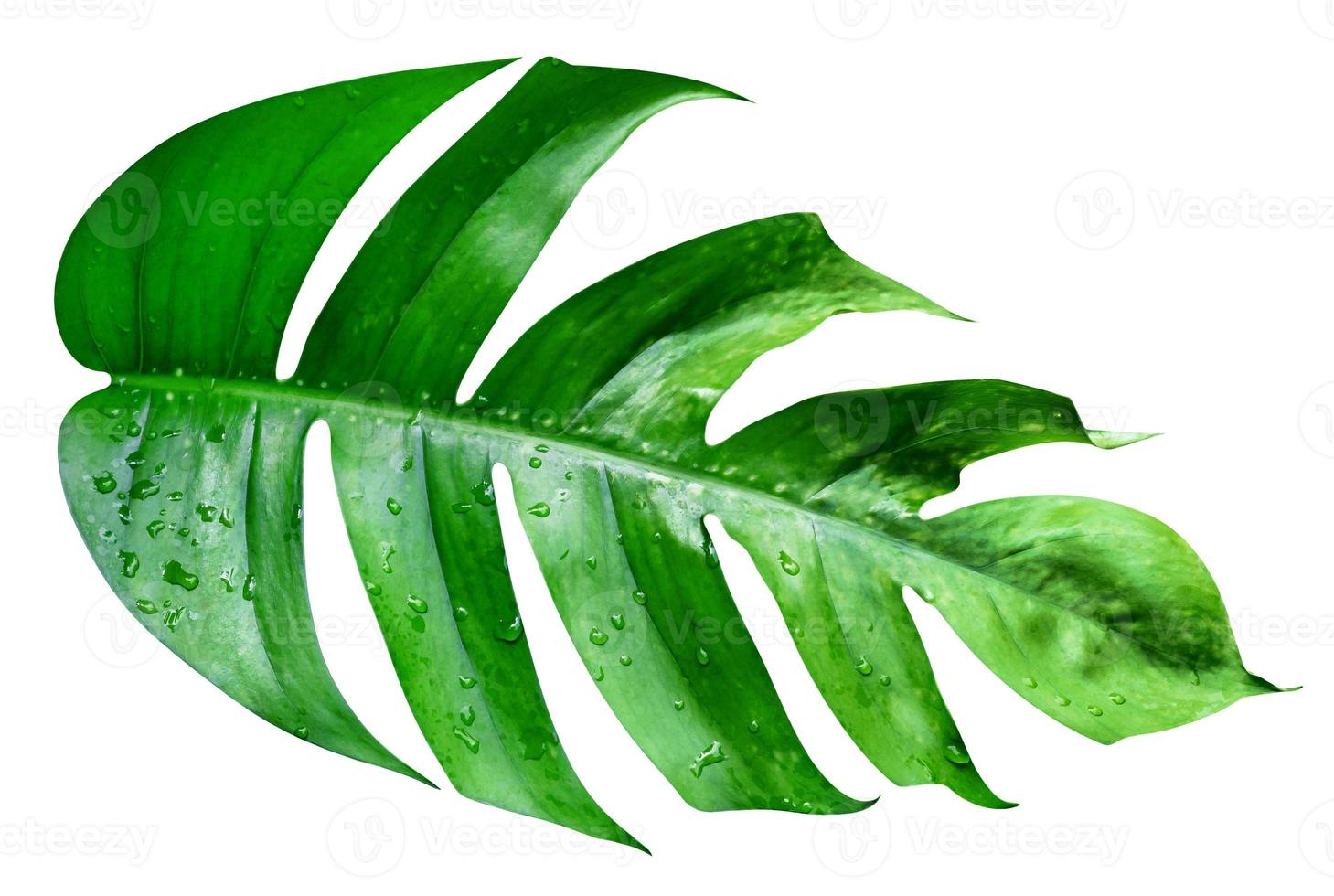 Green leaves pattern,leaf monstera isolated on white background,include clipping path photo