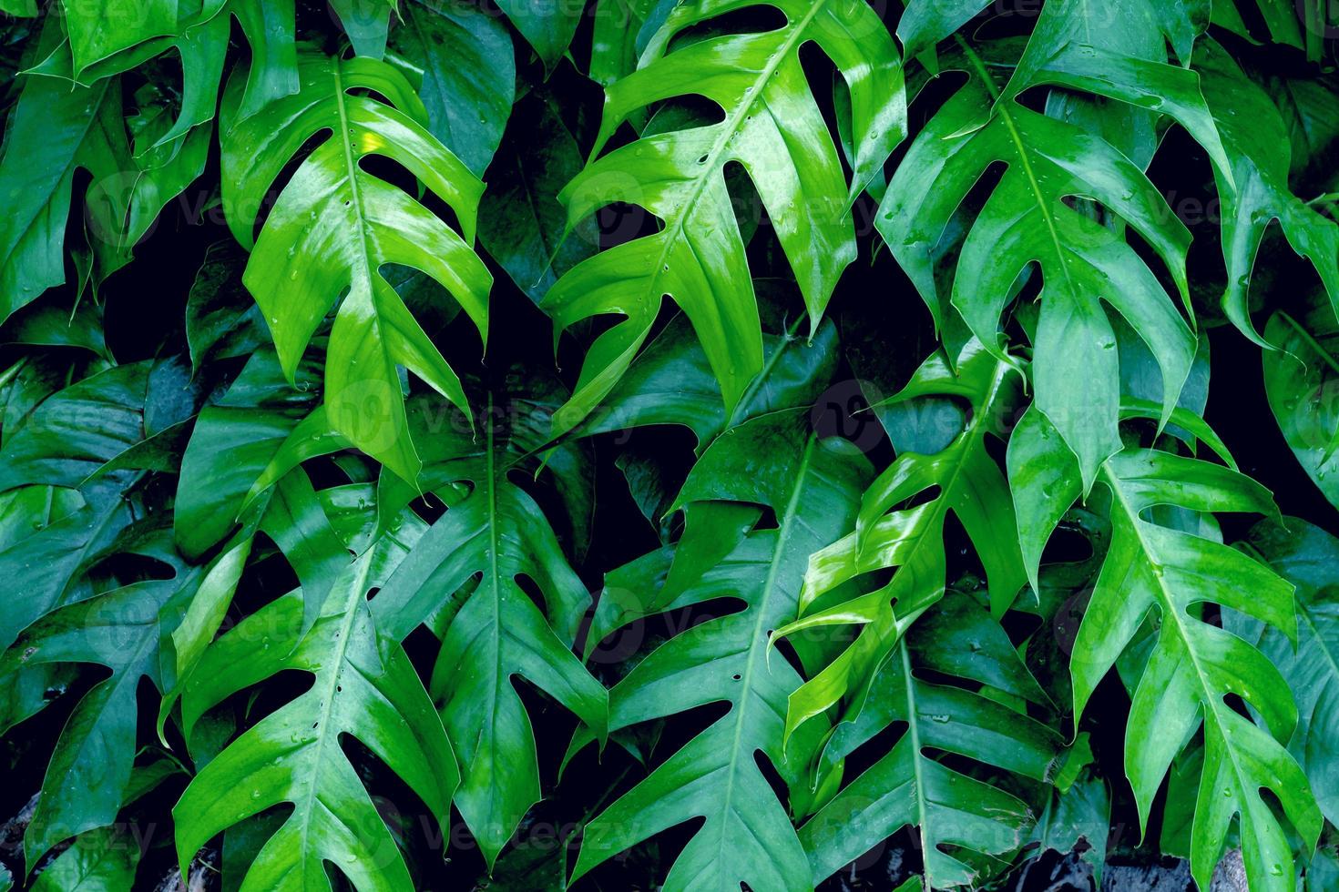 Green leaves pattern,leaf monstera in the forest for nature background photo