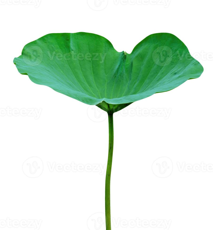 Green leaves pattern,leaf lotus isolated on white background,include clipping path photo