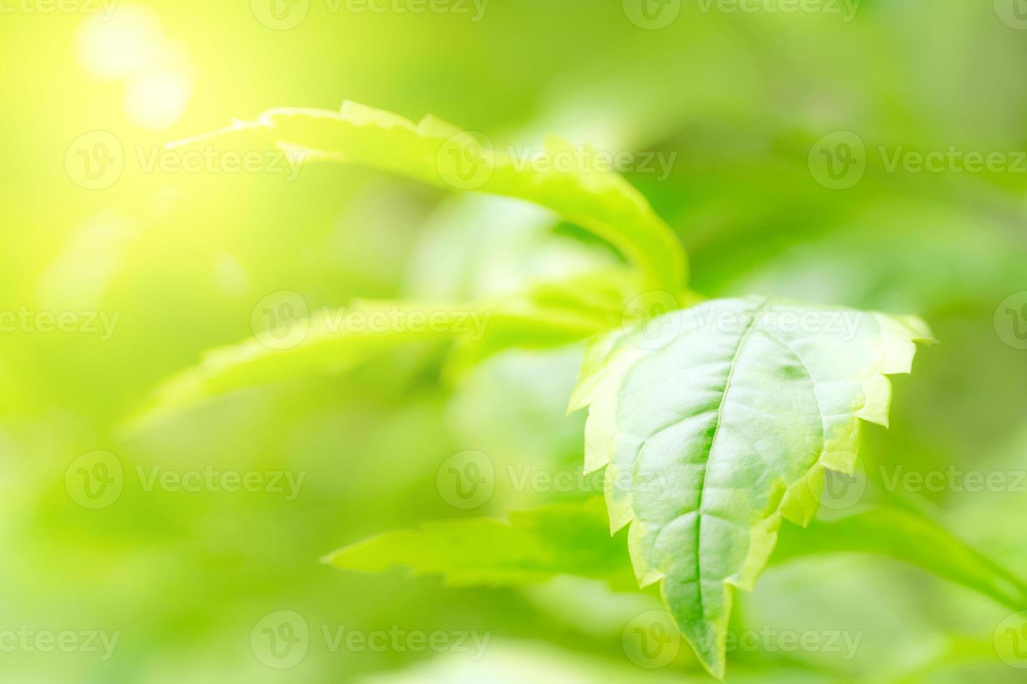Green leaves pattern for summer or spring season concept,leaf blur textured,nature background photo