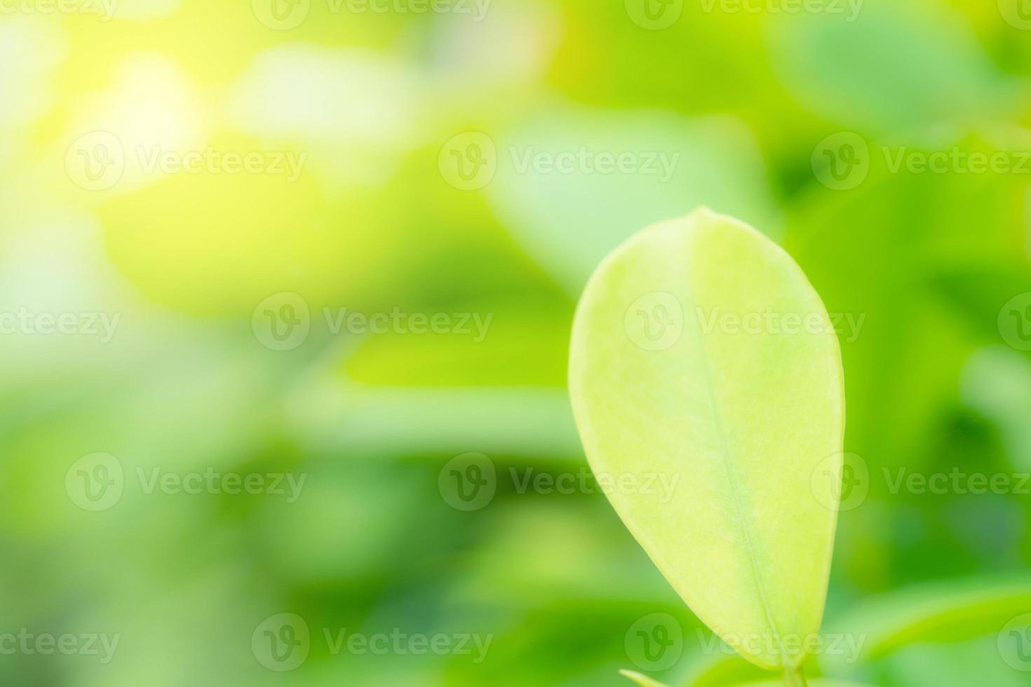 Green leaves pattern for summer or spring season concept,leaf blur textured,nature background photo
