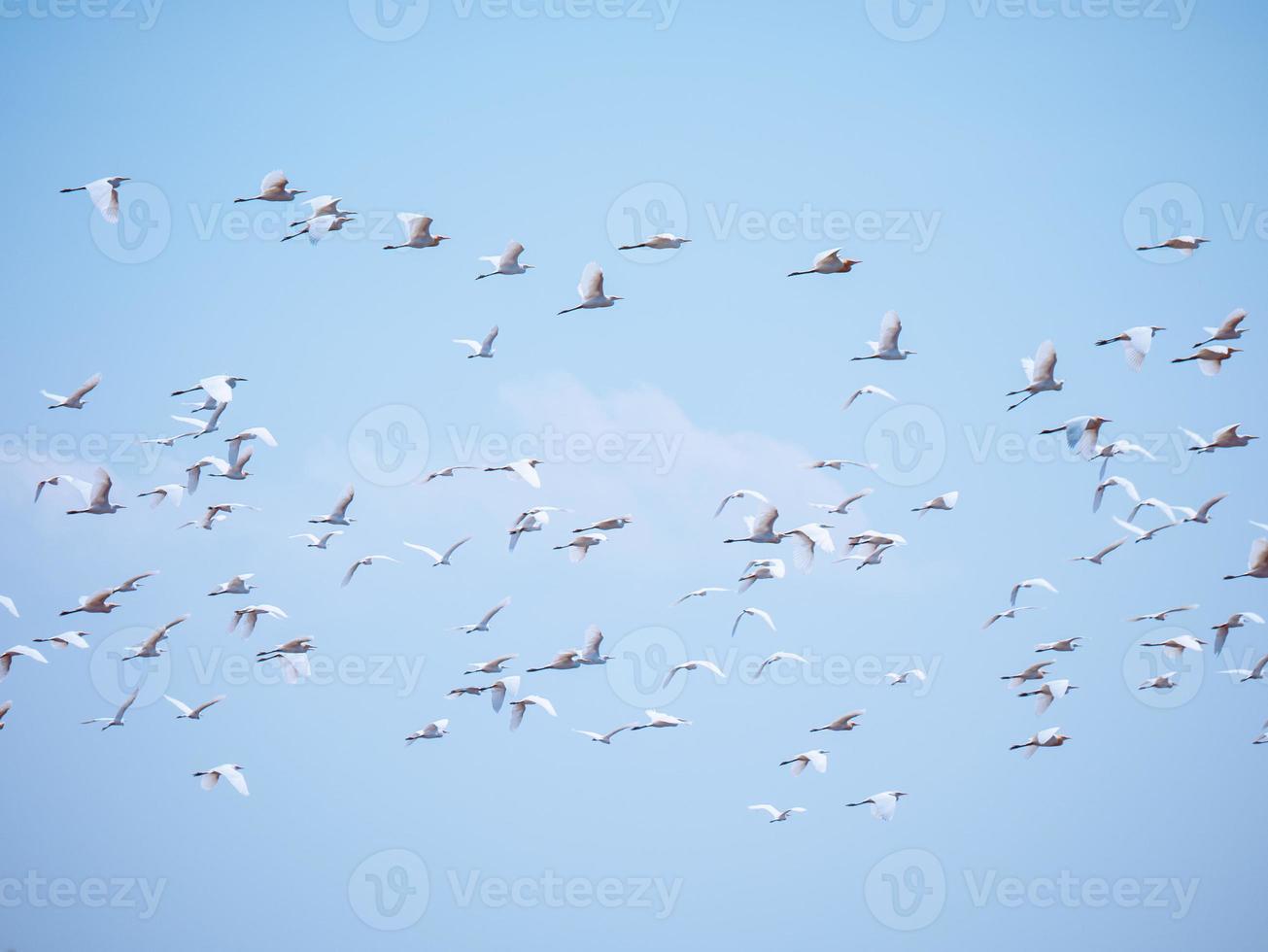 foto de miles de aves volador alto en el azul cielo