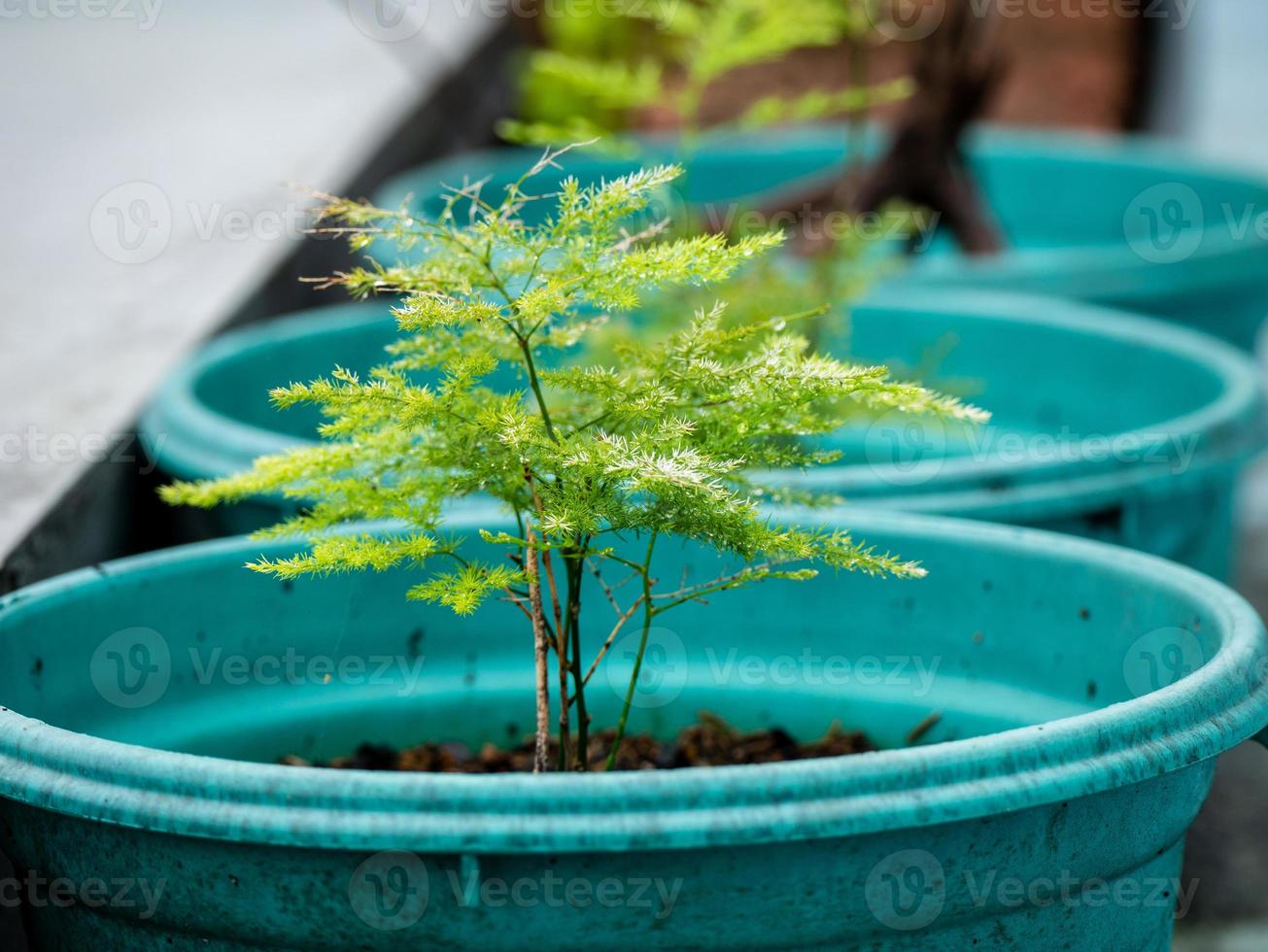 Asparagus plants in pots line the outdoors photo