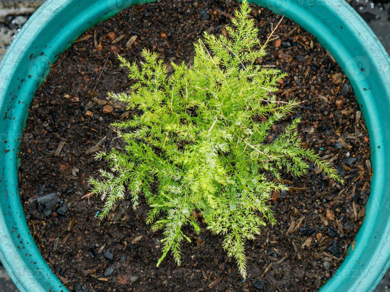 An aerial photo of an asparagus plant 19878354 Stock Photo at Vecteezy