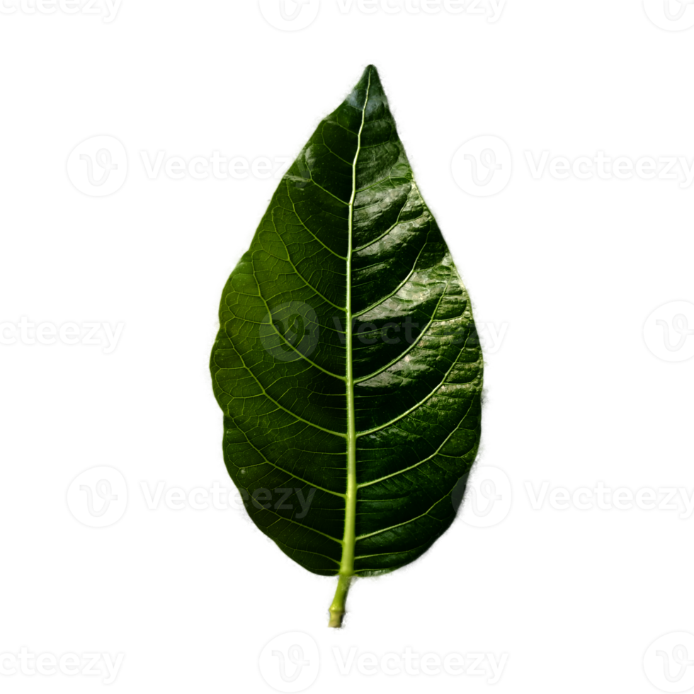 verde hoja elemento png