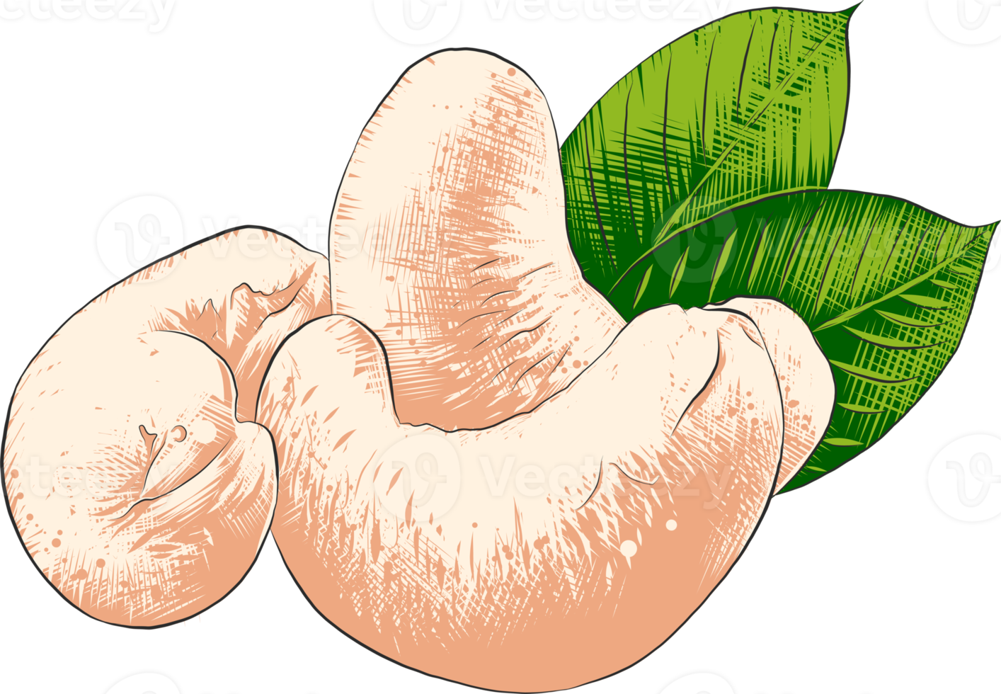 png organisk graverat stil illustration för affischer, dekoration, märka, förpackning och skriva ut. hand dragen skiss av kasju nötter i färgrik. detaljerad vegetarian mat teckning.
