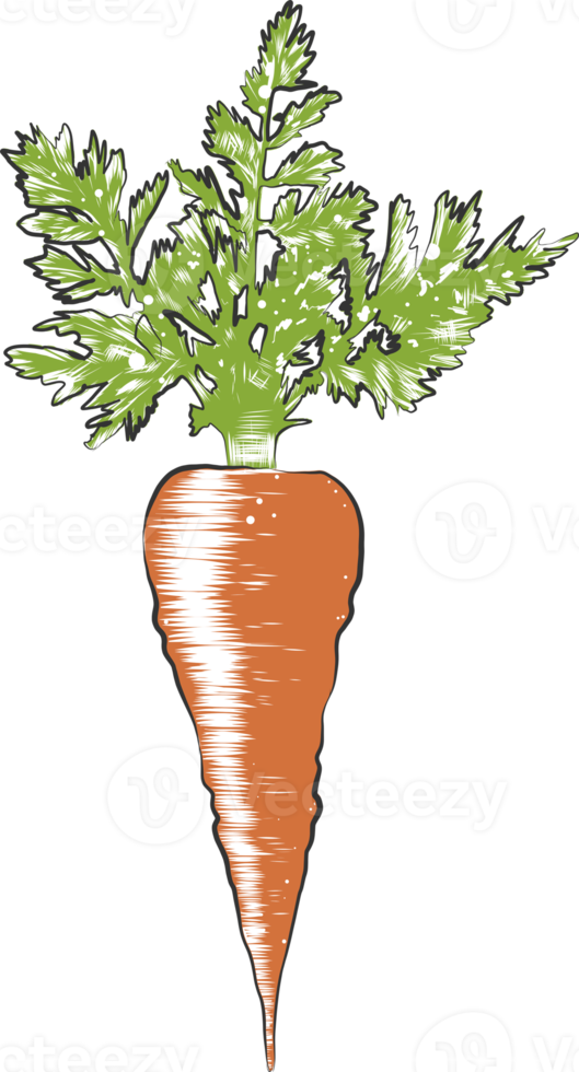 PNG engraved style illustration for posters, decoration and print. Hand drawn sketch of carrot in colorful isolated on white background. Detailed vegetarian food drawing.