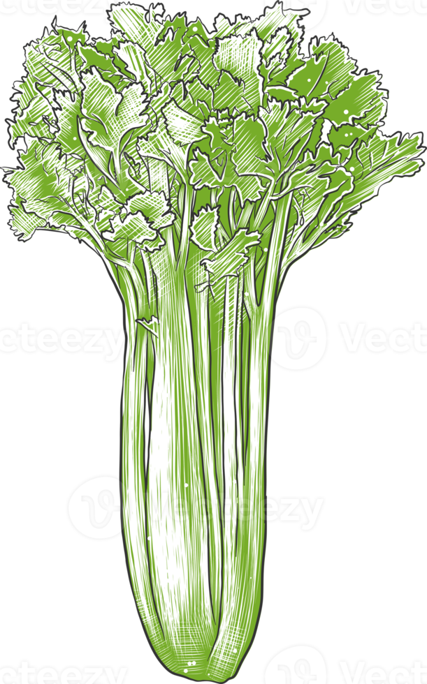 PNG engraved style illustration for posters, decoration and print. Hand drawn sketch of celery in colorful. Detailed vegetarian food drawing.