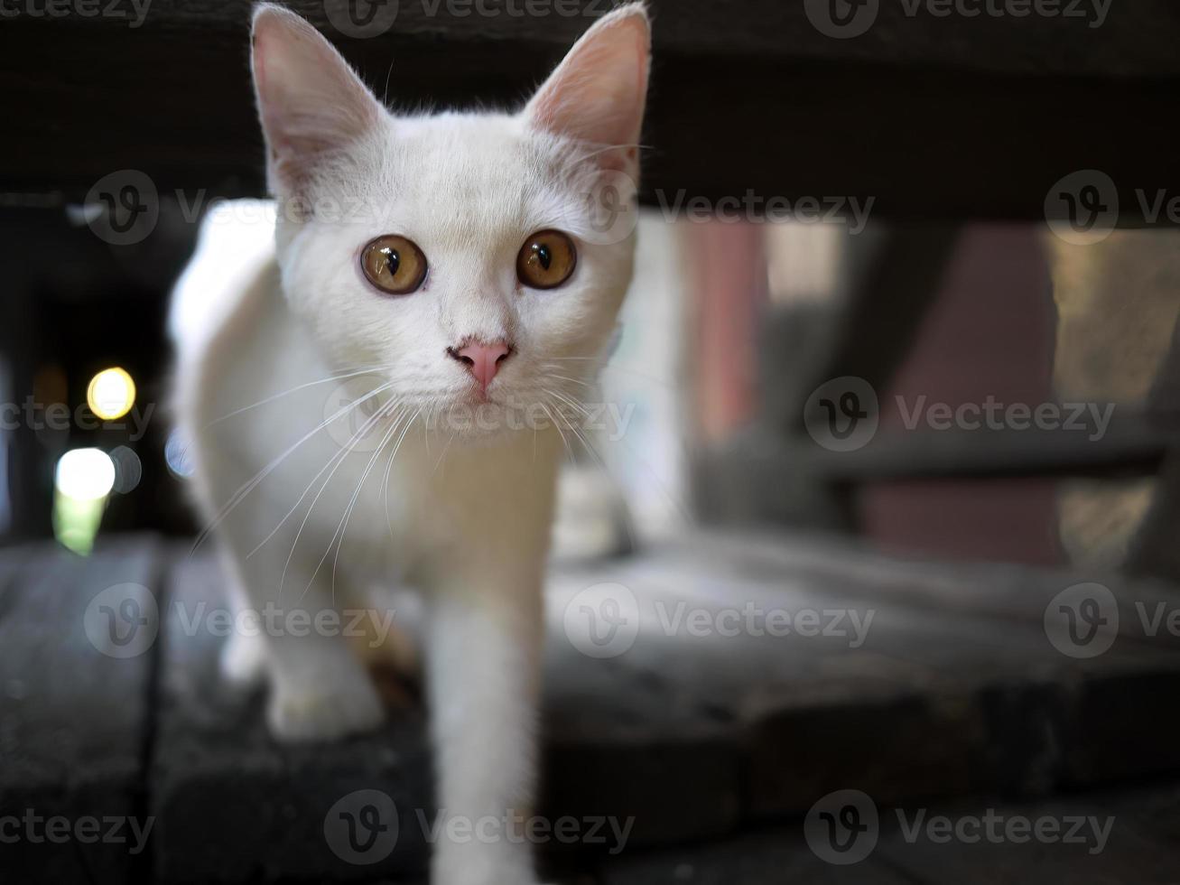 Close up an erected ears, White short hair cat walking, stepping on the wooden floor, staring at the camera, selective focus, blurred background photo