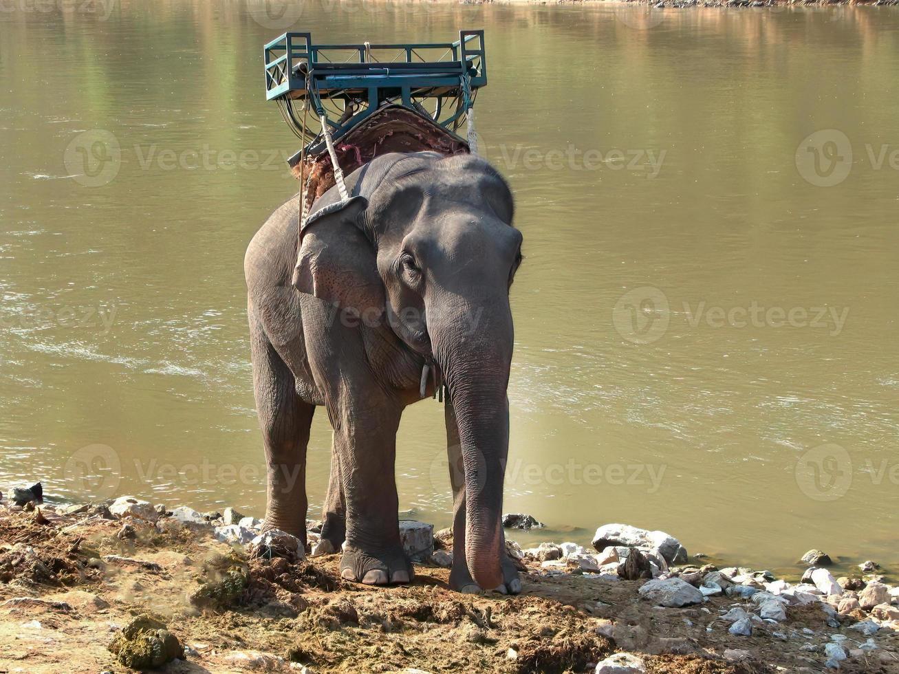 An elephant with seat on its back standing on the riverside waiting for service the tourists in the elephant camp, Chiangmai Thailand photo