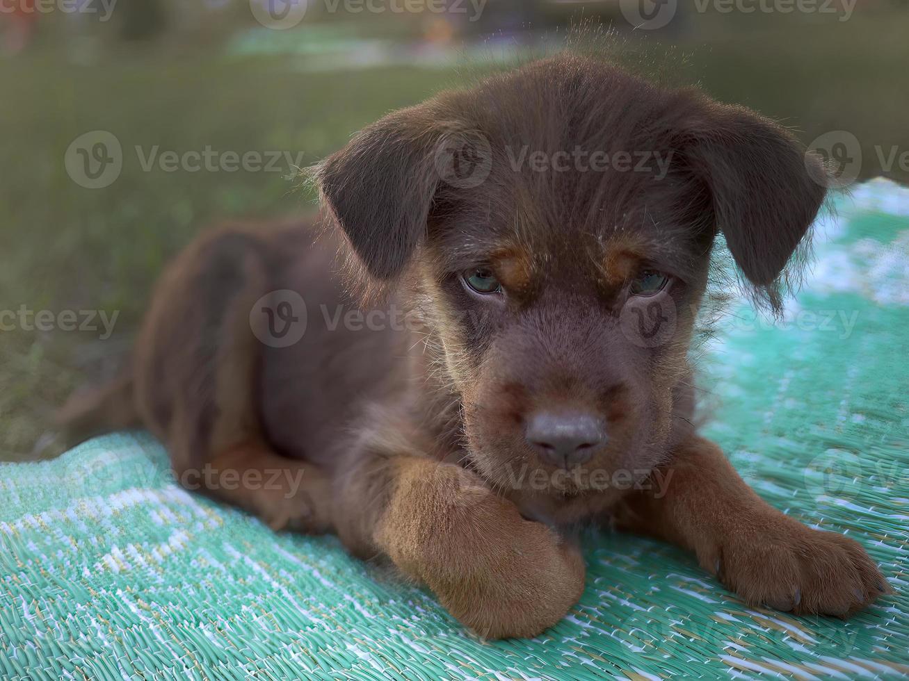 cerca arriba un triste cara de chocolate marrón color Labrador perrito con soñoliento ojos agachado en el verde estera, selectivo atención foto
