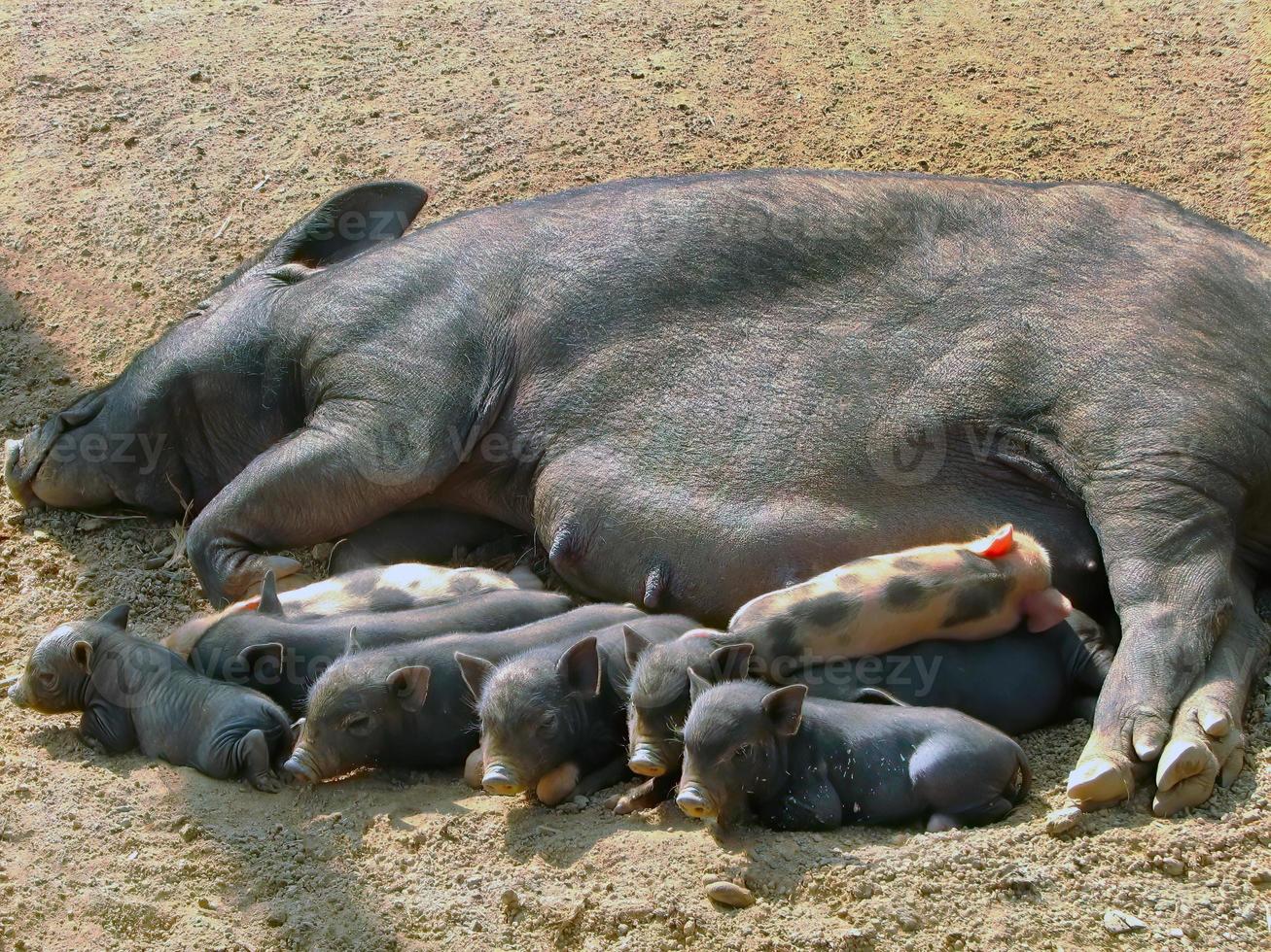 madre cerdo acostado en el rojo grava suelo amamantamiento vistoso lechones, rosado y negro, en el local pueblo de myanmar foto