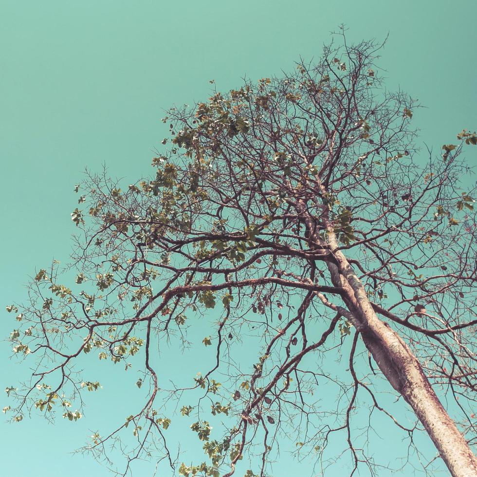 tree and sky for vintage style photo