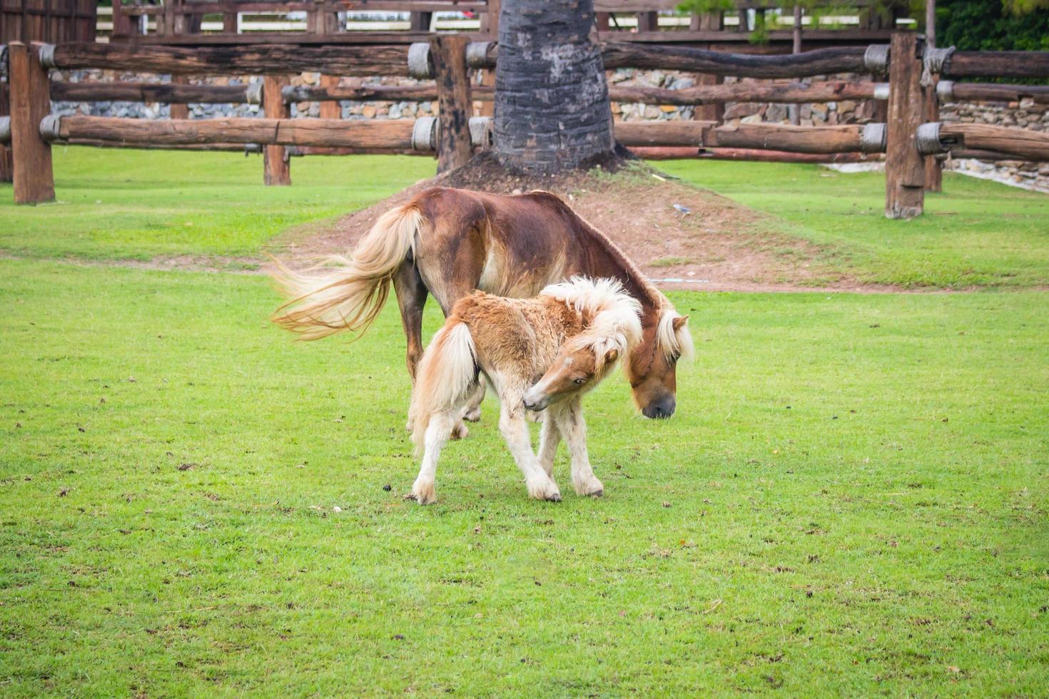 two horse on field green grass photo