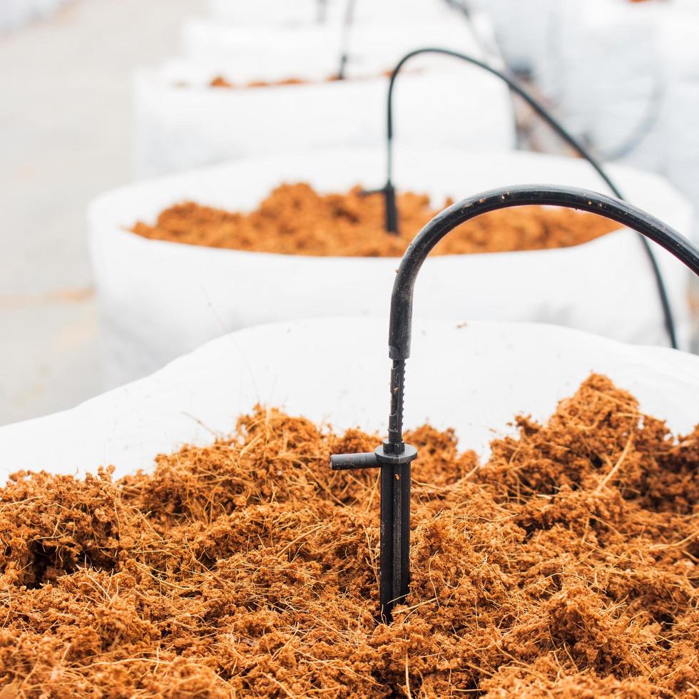 preparation coco peat for cultivation vegetable with drip irrigation system photo