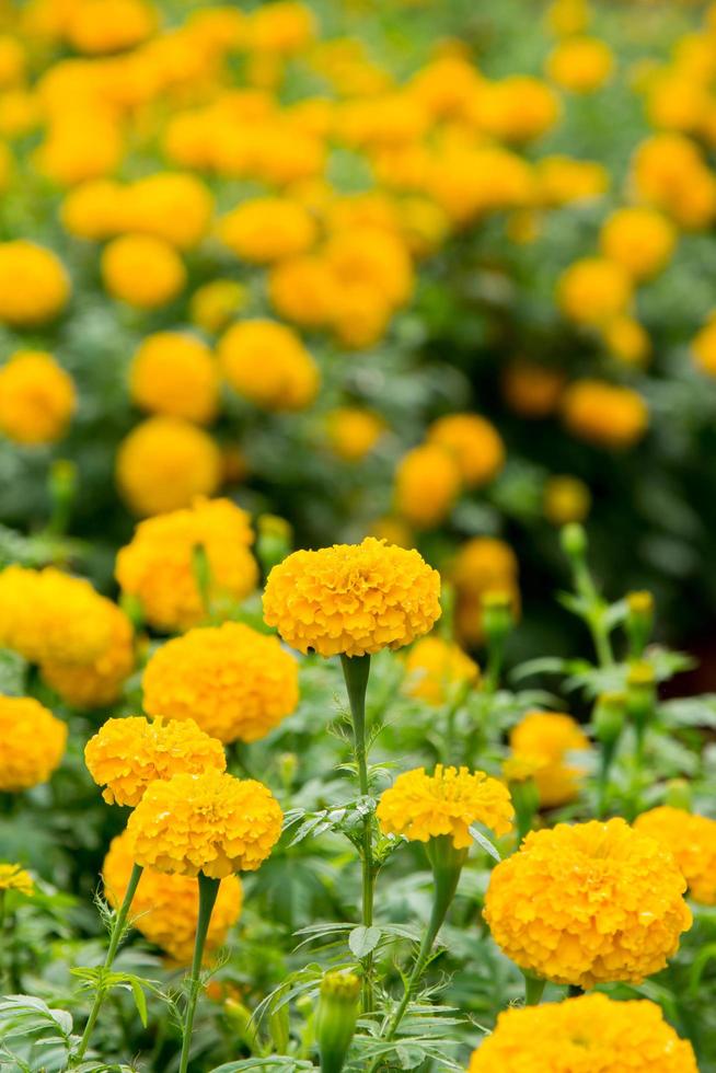 Close up Yellow Marigold Flower In Garden. photo