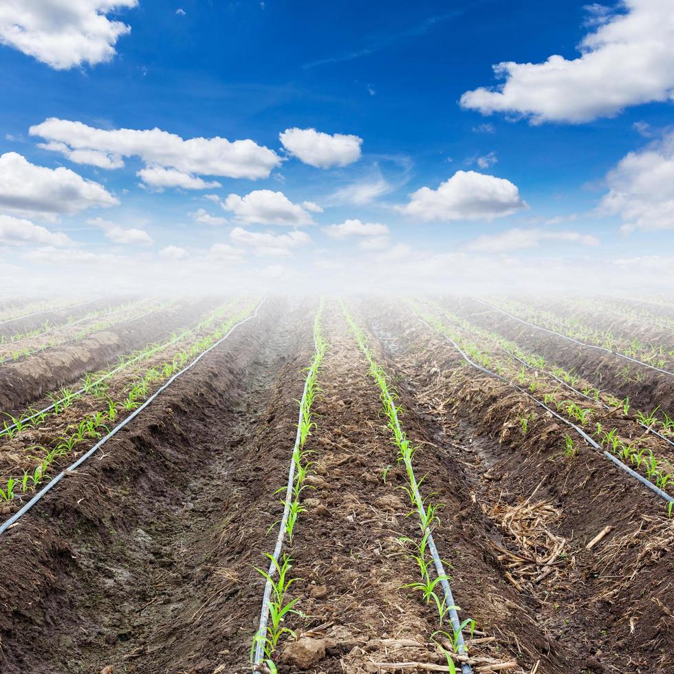 joven maíz campo y azul cielo con goteo irrigación foto