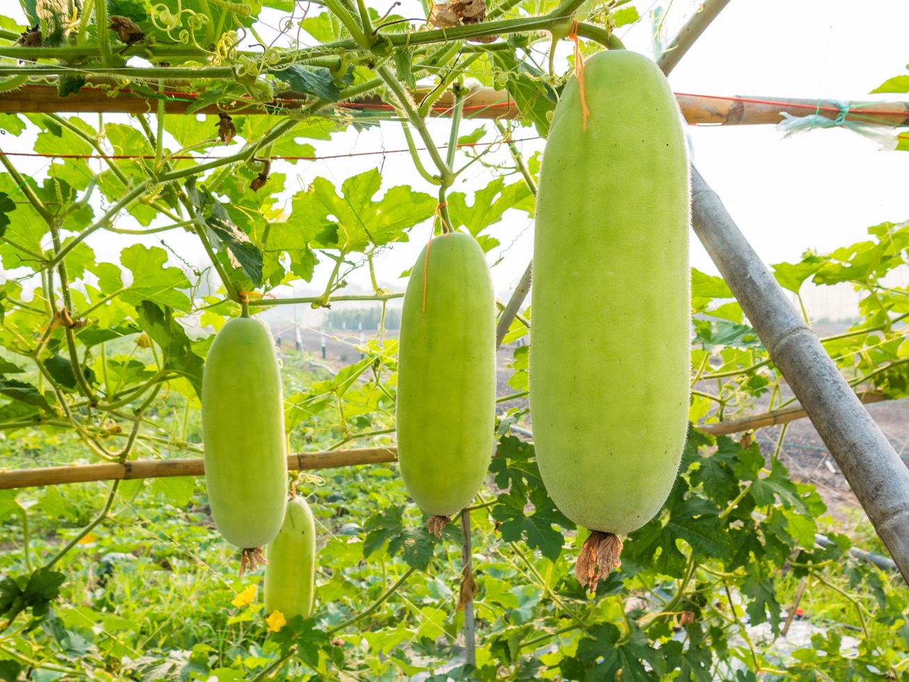 green wax gourd on field agricultural photo