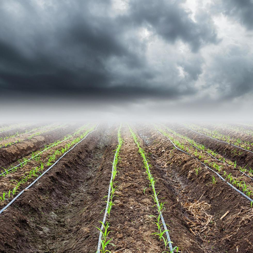 maíz campo con tormenta nubes foto