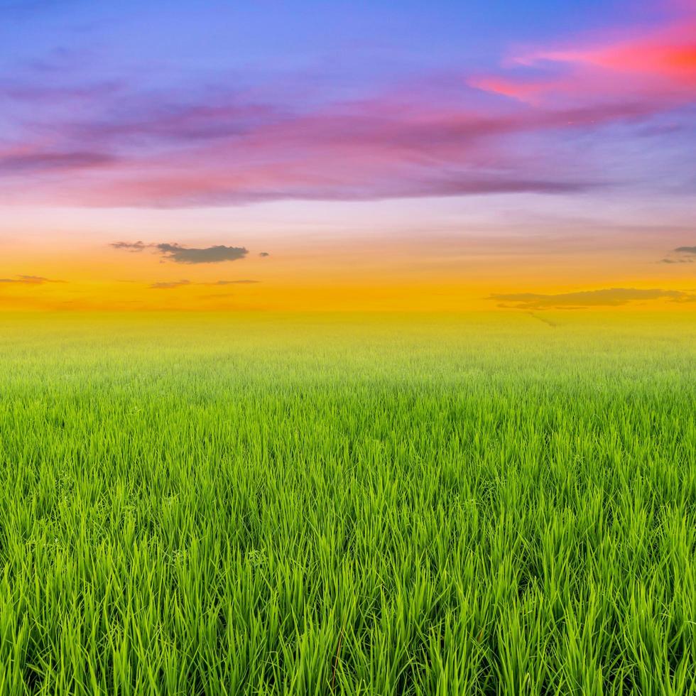 rice field and clouds sunset with space photo