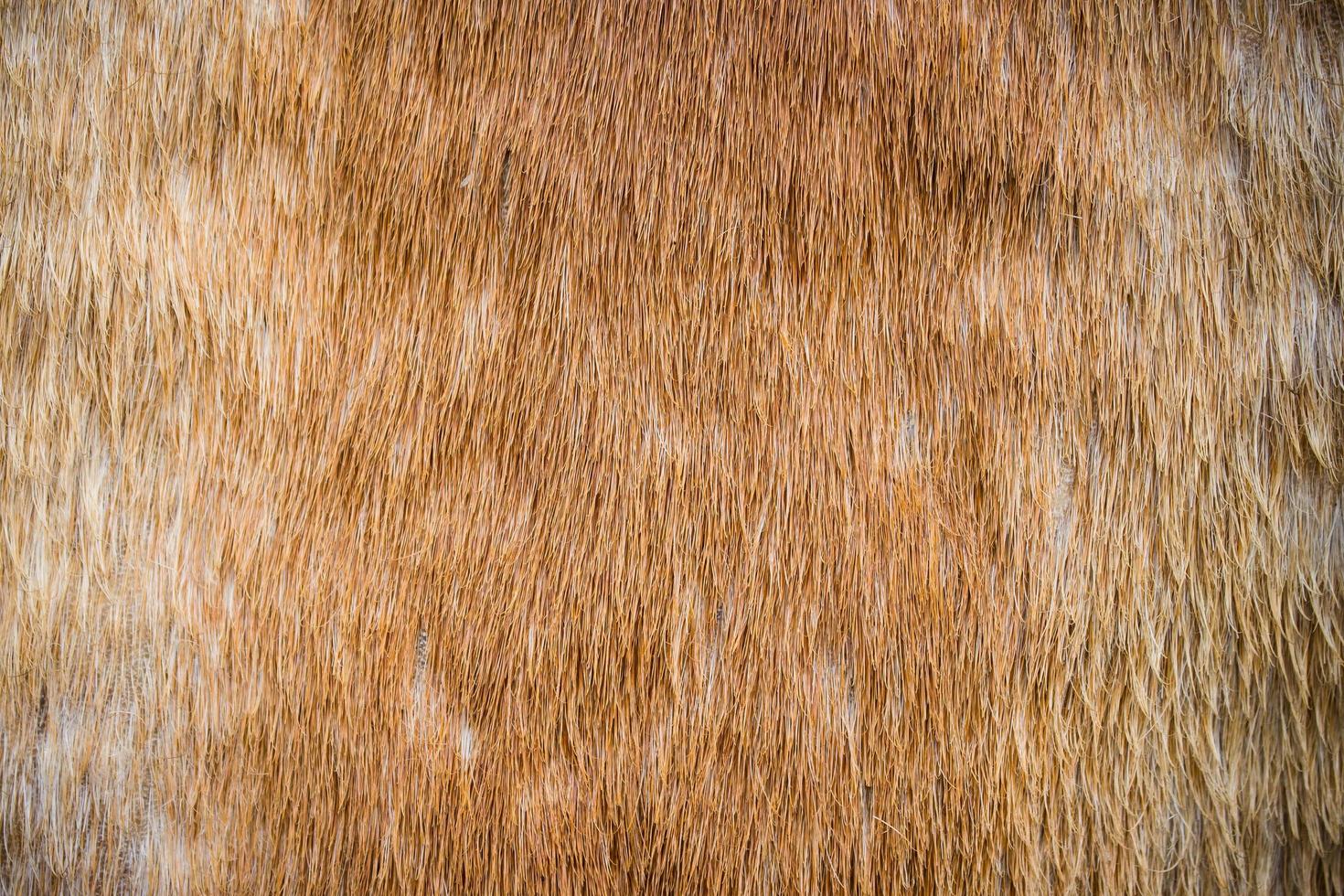 horsehair texture and background close up photo