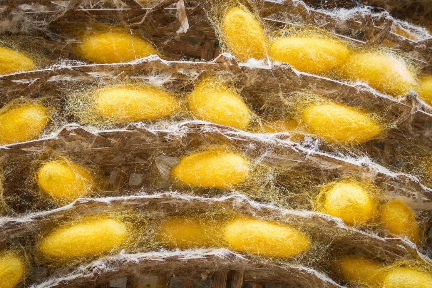 cocoon of silkworm hang on rolling round in the tray of the silkworm. photo