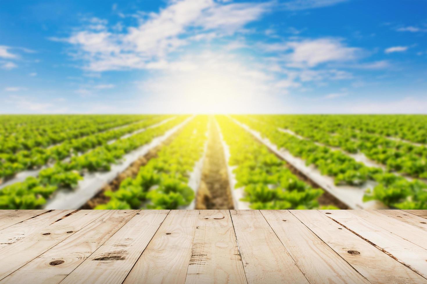 resumen borroso campo lechuga y luz de sol con madera mesa. foto