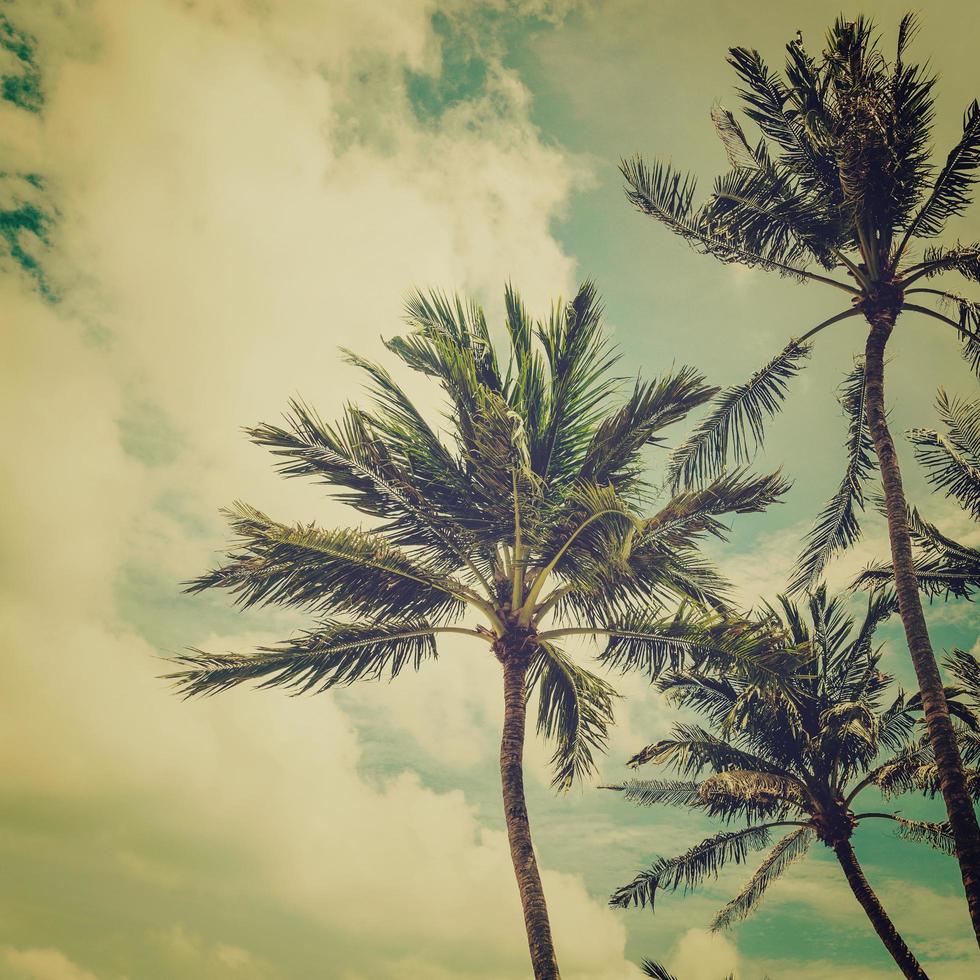 Coconut palm tree on beach with vintage effect. photo