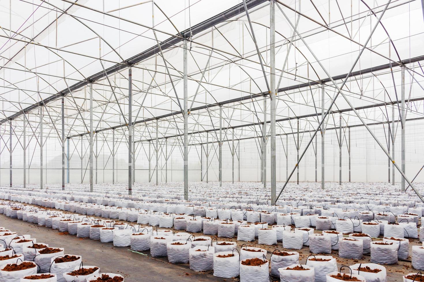 preparation coco peat in greenhouse  for cultivation vegetable photo