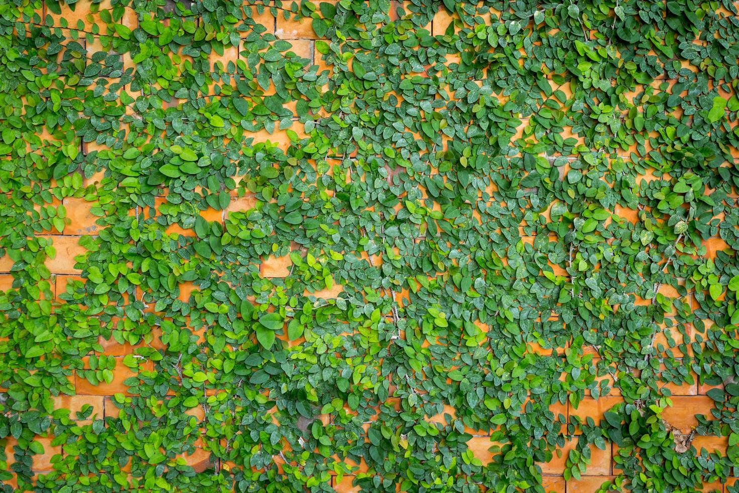 green leaf and wall background and texture photo